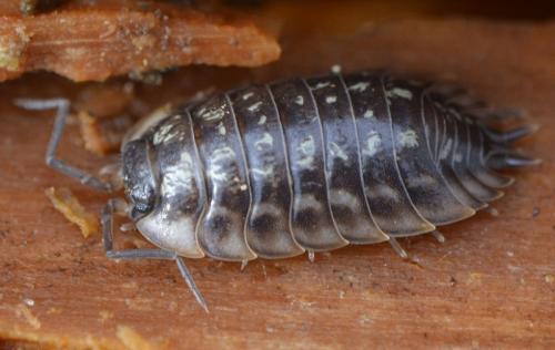 Réf. 201 685 : Oniscus asellus